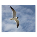 Zoek naar shorebird posters Natuur