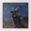 Zoek naar goat puzzels Boerderij
