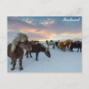 Recherche de poney cartes postales islande