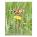 Recherche de insecte de dame posters Nature