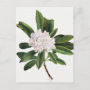 Recherche de fleurs lilas cartes postales Floral