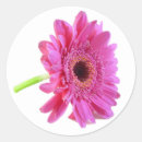 Recherche de gerber rose photographie Marguerite