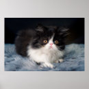 Recherche de chat persan posters Mignon