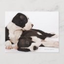 Recherche de harlequin cartes postales Chiot