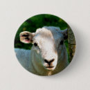 Zoek naar landbouw buttons Schapen