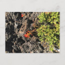 Recherche de pinceau indien cartes postales Nature