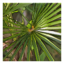 Zoek naar palm kunst Bladeren