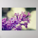 Zoek naar lila bloemen posters Zomer