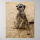 Recherche de suricate posters Mongole