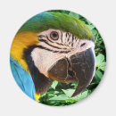Recherche de oiseaux exotiques magnets Nature