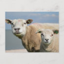 Zoek naar sheep briefkaarten Schattig
