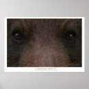 Recherche de ours gris art Faune
