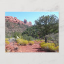 Zoek naar cactussen briefkaarten Arizona