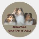 Recherche de shetland autocollants Collie miniature