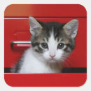 Recherche de oeil animal autocollants Animaux domestiques