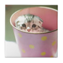 Recherche de chaton carreaux Photographie