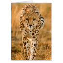 Recherche de jubatus Faune