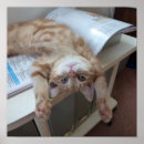 Recherche de gingembre bleu posters Chat