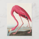 Zoek naar vintage flamingo briefkaarten Dier