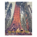 Recherche de sequoia posters Forêt