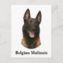 Recherche de malinois cartes postales Belge