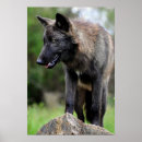 Recherche de loup noir posters Canine