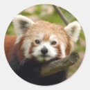 Recherche de panda rouge autocollants Chine