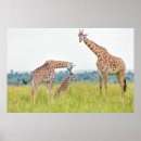 Recherche de amour girafe posters Mignon
