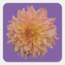 Recherche de dahlia autocollants Printemps