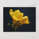 Recherche de freesia cartes postales Floral