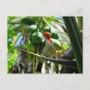 Recherche de coconut cartes postales Hawaii