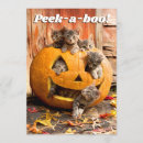 Recherche de humour citrouille invitations Animaux de compagnie