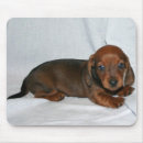 Recherche de chiot teckel tapis souris Chiens