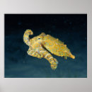 Zoek naar octopus kalenders Vis