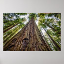 Recherche de humboldt posters Humboldt redwoods state park