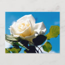 Recherche de roses blanches cartes postales Floral