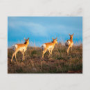Recherche de antilope pronghorn cartes postales Andelope de pronghorn