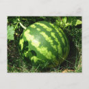 Zoek naar watermeloen briefkaarten Fruit