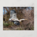 Zoek naar reiger briefkaarten Wilde dieren