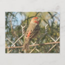 Zoek naar rood vink briefkaarten Vogel