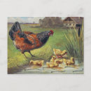 Recherche de poules poussins cartes postales Vintage