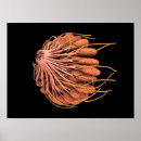 Zoek naar klieren posters Panniculus adiposus