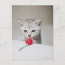 Zoek naar muizen briefkaarten Dieren