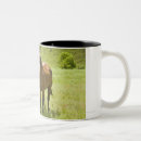 Recherche de le kentucky photographie Images des chevaux