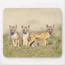 Recherche de habitat tapis souris Usa