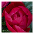 Recherche de pivoines posters Fleur