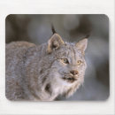 Recherche de haine tapis souris Amérique