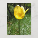 Recherche de tulipe jaune cartes postales Photographie
