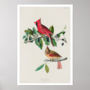 Recherche de audubon posters Ornithologie
