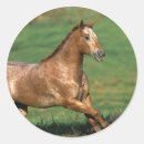 Recherche de appaloosa autocollants Bob langrish